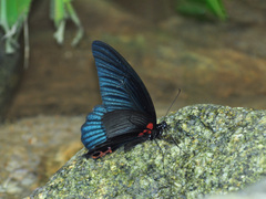 Papilio memnon agenor
