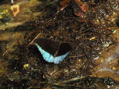 Tanaecia iapis