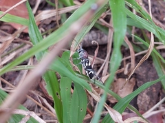 Chlorophorus krantzi krantzi