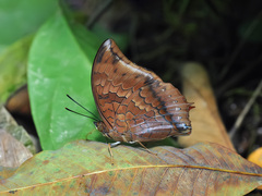 Charaxes bernardus