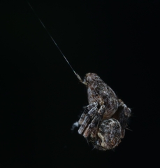 Hamataliwa