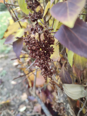 Hydrangea paniculata