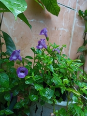 Torenia