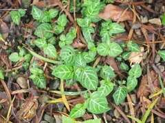 Lepidagathis inaequalis