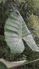 Xanthosoma