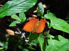 Charaxes bernardus