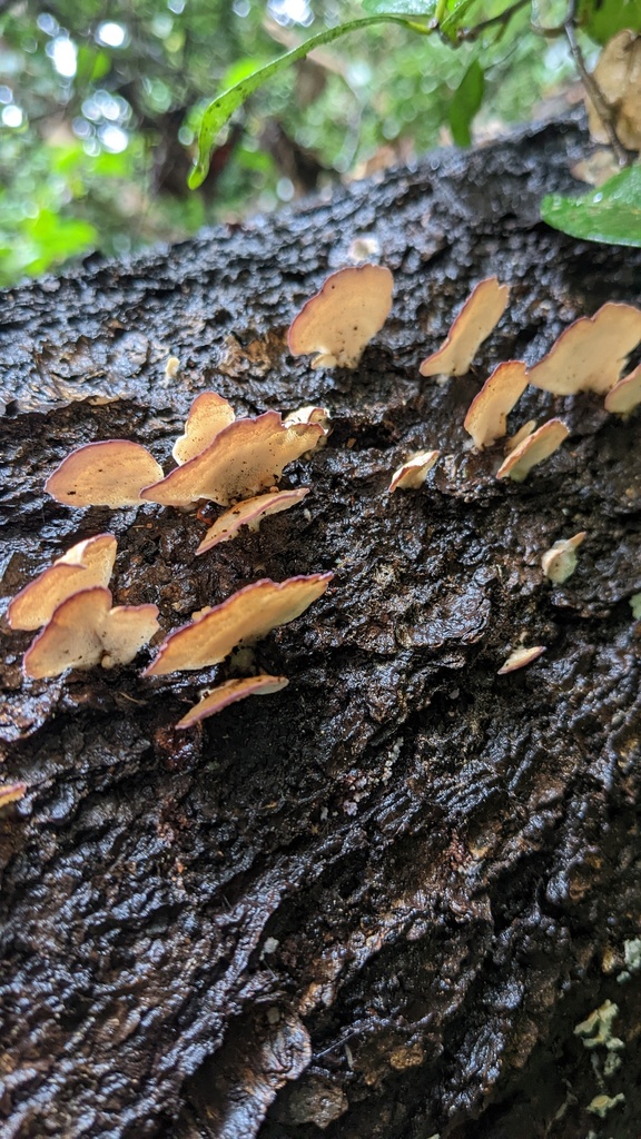 Trichaptum biforme · November 2022 · photo: © atsushi_nakajima_cirque (iNaturalist, cc-by)
