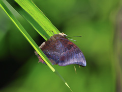 Charaxes bernardus