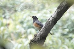 Turdus dissimilis