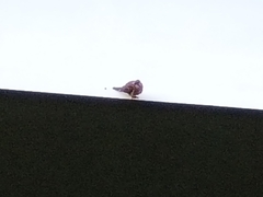 Streptopelia chinensis