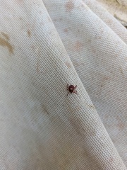 Rhipicephalus maculatus