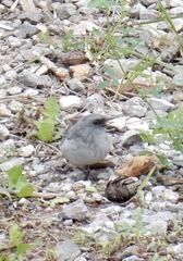 Junco hyemalis dorsalis