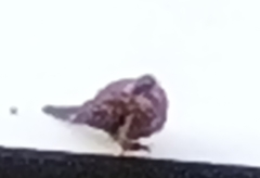 Streptopelia chinensis