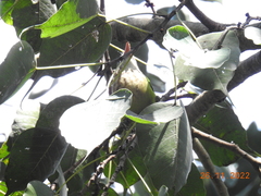 Psilopogon viridis