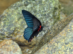 Papilio memnon agenor