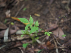 Aralia bipinnata