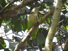 Psilopogon viridis
