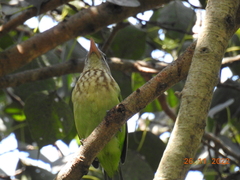 Psilopogon viridis