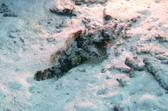 Scorpaenopsis oxycephalus