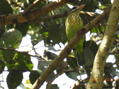 Psilopogon viridis