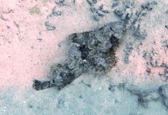 Scorpaenopsis oxycephalus