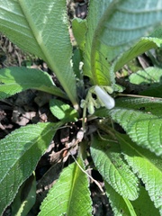 Streptocarpus parviflorus