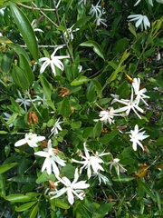 Jasminum multipartitum