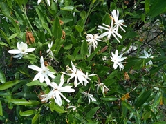 Jasminum multipartitum