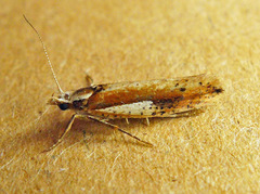 Ypsolopha parenthesella