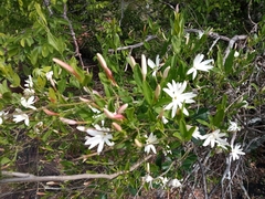 Jasminum multipartitum