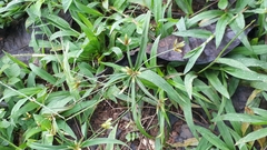 Cyperus albostriatus