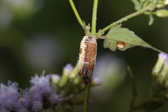 Stagmomantis resacae