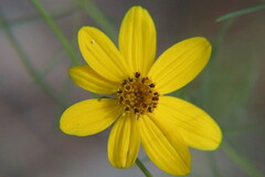 Coreopsis verticillata