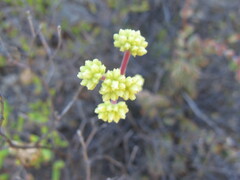 Crassula atropurpurea
