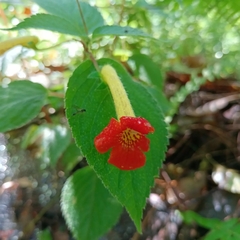 Achimenes antirrhina
