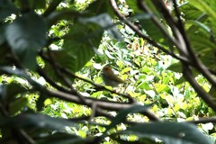 Abroscopus albogularis