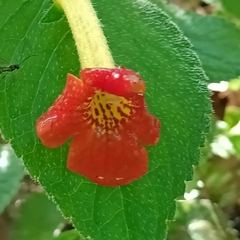 Achimenes antirrhina