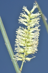 Prosopis kuntzei