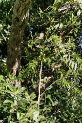 Asparagus falcatus