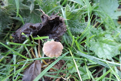 Tubaria furfuracea