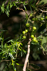 Asparagus falcatus