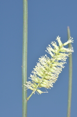 Prosopis kuntzei