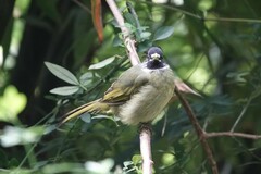 Spizixos semitorques