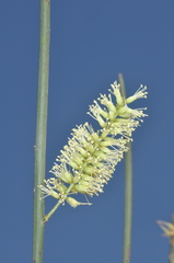 Prosopis kuntzei