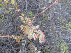 Crassula atropurpurea