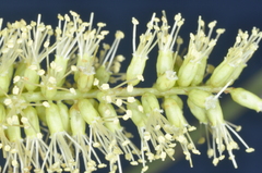Prosopis kuntzei