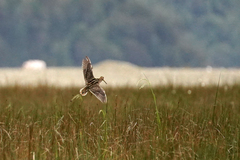 Gallinago magellanica