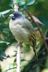 Spizixos semitorques