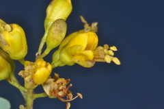 Libidibia paraguariensis