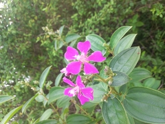 Melastomeae